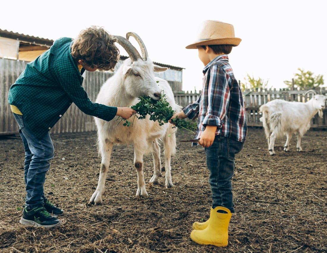 Young people feeding and caring for a goat
