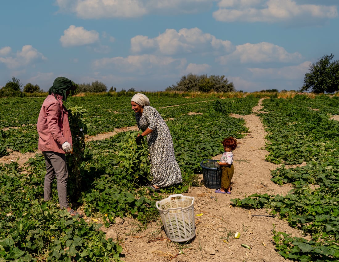 Family harvesting vegetables together in a field